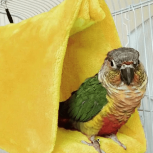 Abri sécurisé pour oiseaux de compagnie