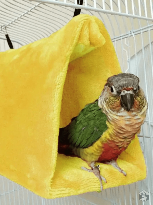 Abri sécurisé pour oiseaux de compagnie